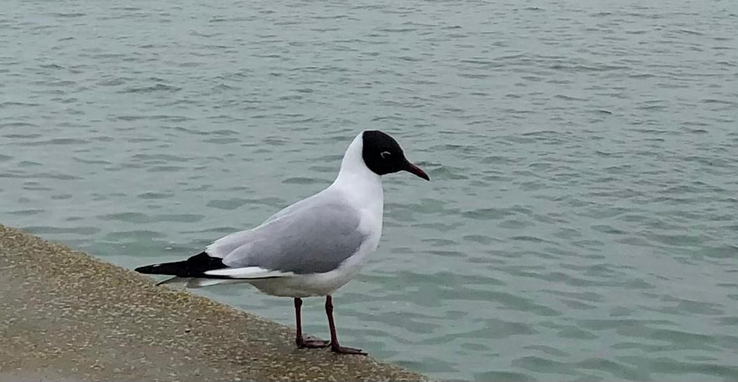 Bateau-hôtel Nuit Insolite Sur Un Voilier Au Cœur De La Rochelle