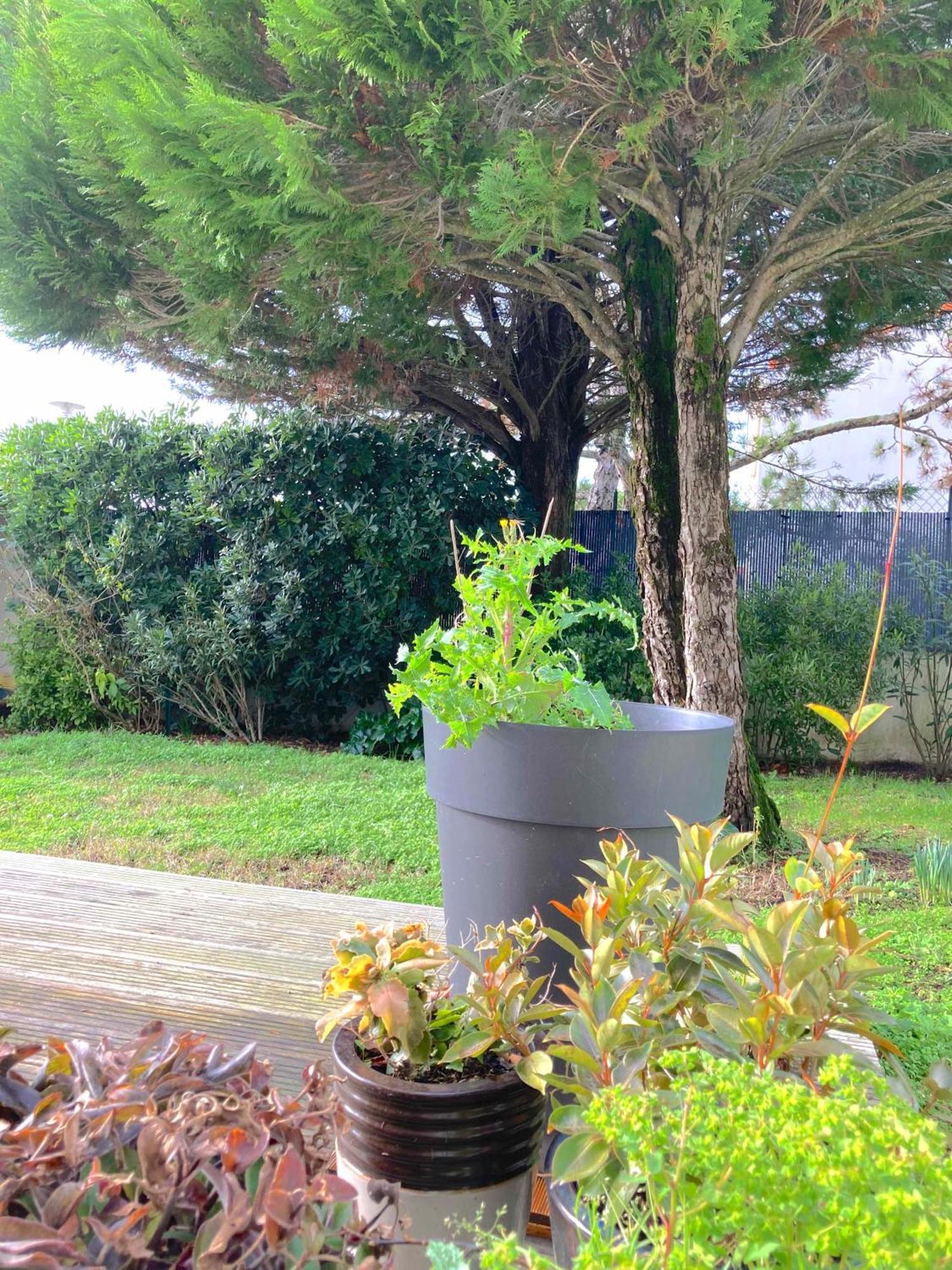 Maison Centre Avec Jardin , Terrasse, Et Garage Velos * La Rochelle (Charente-Maritime)